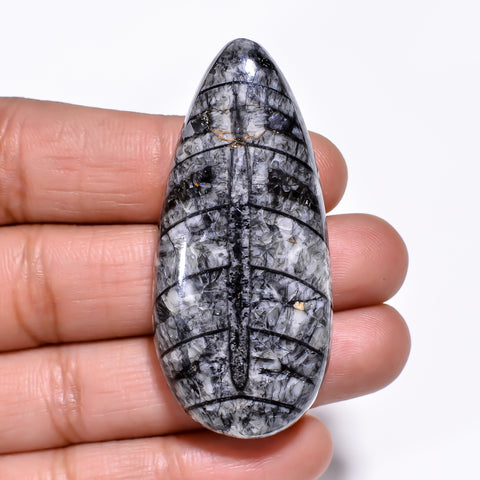 Amazing Top Grade Quality 100% Natural Orthoceras Fossil Pear Shape Cabochon Loose Gemstone For Making Jewelry 50X23X8 MM 80.00 Cts. KR30-1 Sunkarton