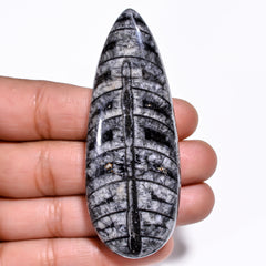 Awesome Top Grade Quality 100% Natural Orthoceras Fossil Pear Shape Cabochon Loose Gemstone For Making Jewelry 69X26X9 MM 136.00 Cts. KR30-3 Sunkarton