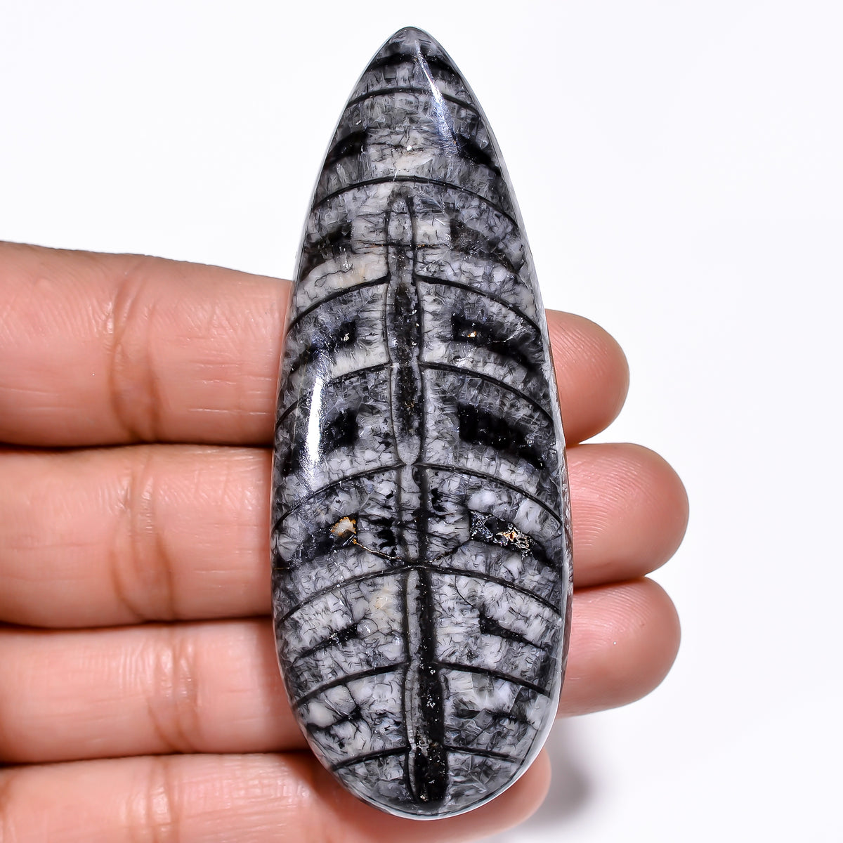 Awesome Top Grade Quality 100% Natural Orthoceras Fossil Pear Shape Cabochon Loose Gemstone For Making Jewelry 69X26X9 MM 136.00 Cts. KR30-3 Sunkarton