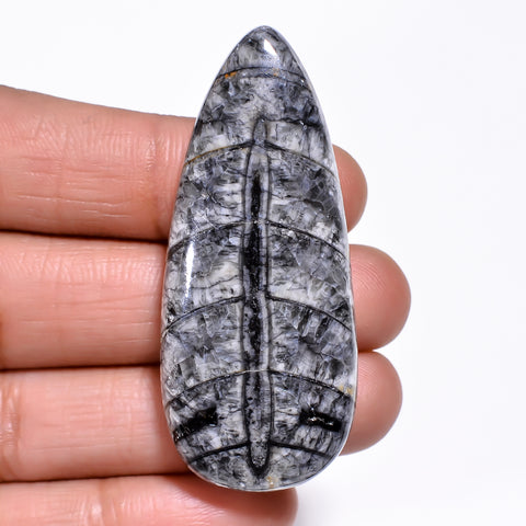 Classic Top Grade Quality 100% Natural Orthoceras Fossil Pear Shape Cabochon Loose Gemstone For Making Jewelry 51X22X8 MM 75.00 Cts. KR30-5 Sunkarton