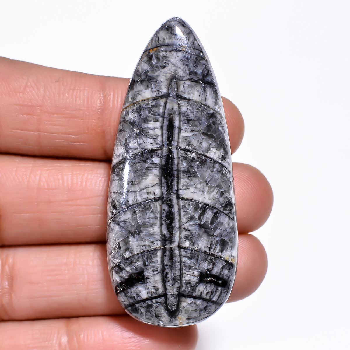 Classic Top Grade Quality 100% Natural Orthoceras Fossil Pear Shape Cabochon Loose Gemstone For Making Jewelry 51X22X8 MM 75.00 Cts. KR30-5 Sunkarton