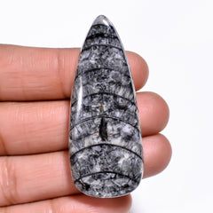 Dazzling Top Grade Quality 100% Natural Orthoceras Fossil Pear Shape Cabochon Loose Gemstone For Making Jewelry 49X20X7 MM 58.50 Cts. KR30-6 Sunkarton
