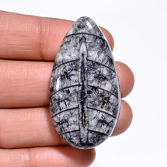 Excellent A One Quality 100% Natural Orthoceras Fossil Pear Shape Cabochon Loose Gemstone For Making Jewelry 42X22X7 MM 57.50 Cts. KR30-7 Sunkarton