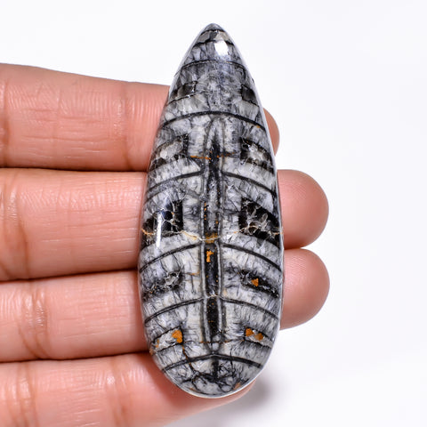 Elegant Top Grade Quality 100% Natural Orthoceras Fossil Pear Shape Cabochon Loose Gemstone For Making Jewelry 55X22X8 MM 81.00 Cts. KR30-9 Sunkarton