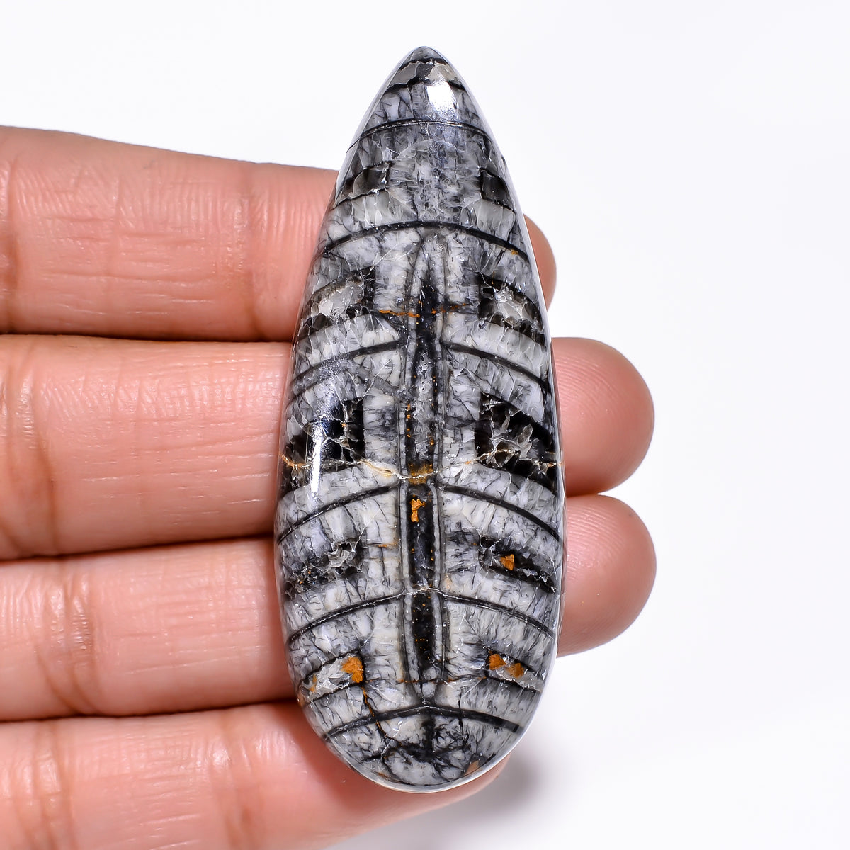 Elegant Top Grade Quality 100% Natural Orthoceras Fossil Pear Shape Cabochon Loose Gemstone For Making Jewelry 55X22X8 MM 81.00 Cts. KR30-9 Sunkarton